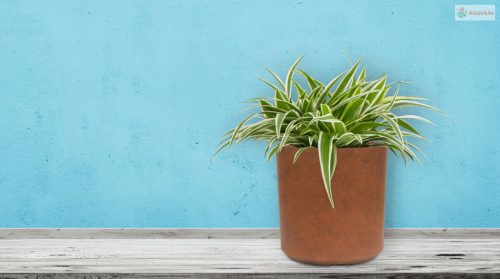 G21 Element Cork virágcserép 21 x 21 x 21