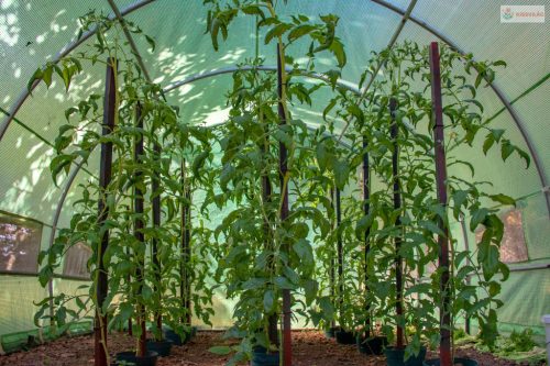 G21 200 x 300 x 200 cm, fóliasátor, zöld