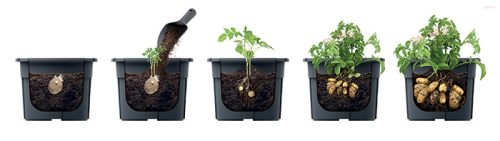 Prosperplast POTATO GROWER kaspó burgonya termesztésre 29,5 cm antracit