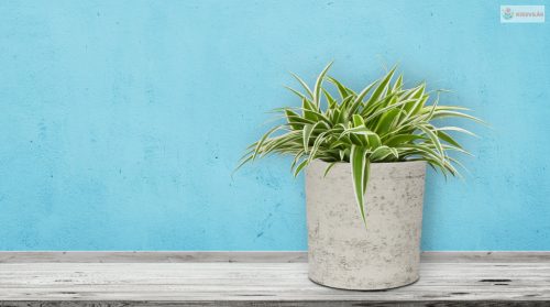 G21 Baltic Coil virágcserép 43 x 43 x 43