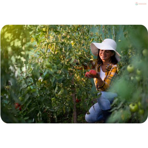 Kerti fóliasátor üvegházzal 2 x 2 m (4m2) Plonos