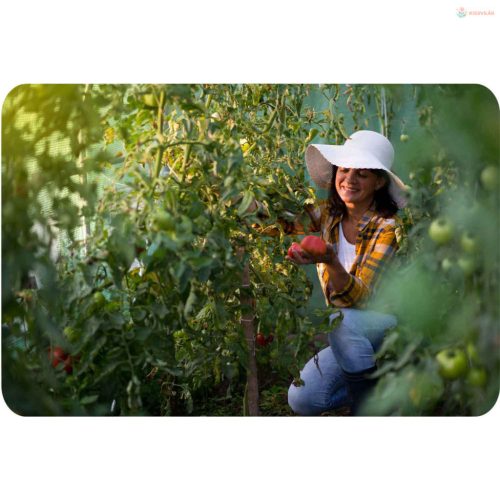 Kerti fóliasátor 2 x 3,5 m (7m2) Plonos