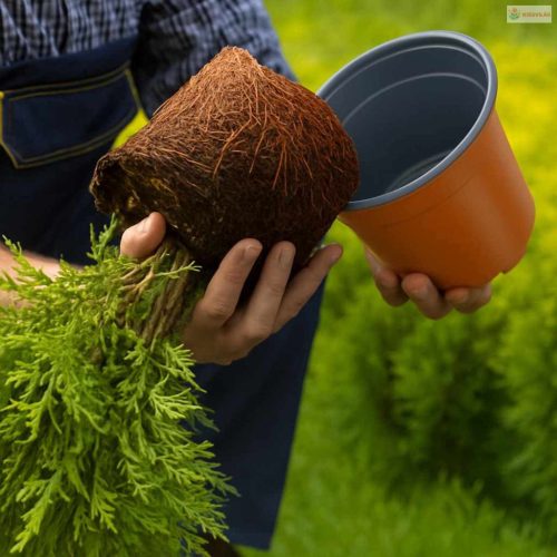 Kerek Virágcserép 50 pcs Terrakotta Ø 10 x 8 cm Műanyag