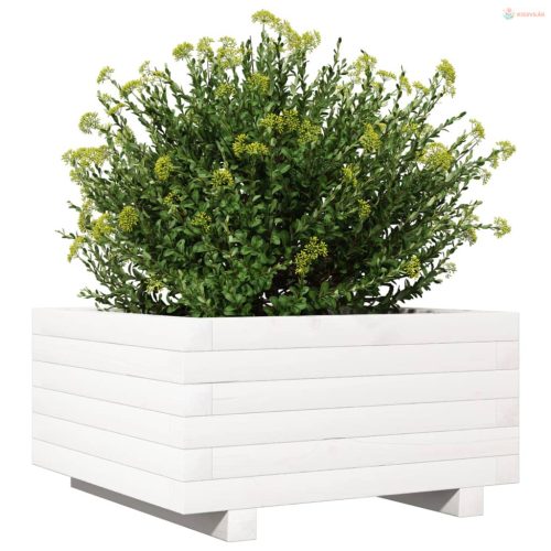Fehér tömör fenyő virágláda 50x50x26,5 cm
