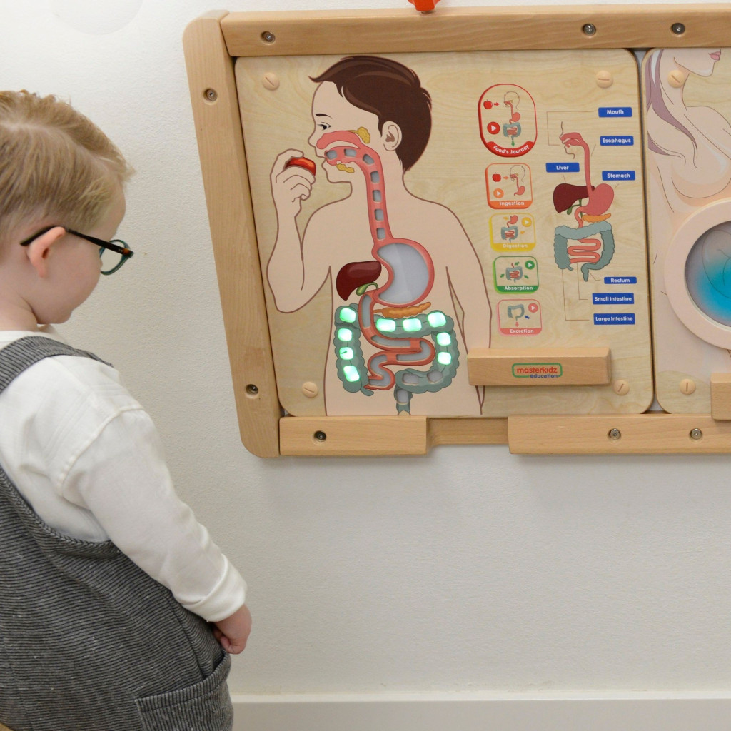 MASTERKIDZ Montessori emésztőrendszer oktatótábla